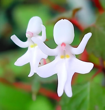 Baby Face Orchid Flower Seeds for Planting, NON GMO Seeds