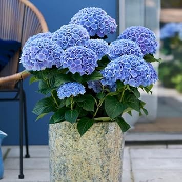 Sky Blue Hydrangea Flower Seeds - 100 pcs