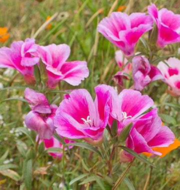 Pink Clarkia Amoena Flower Seeds for Planting - 100 pcs