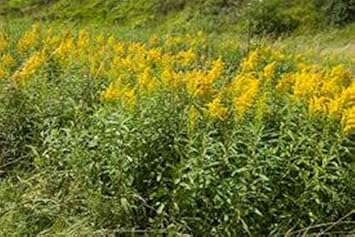Organic Yellow Solidago Plant Seeds for Planting – Heirloom, Non-GMO