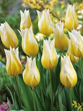 Yellow White Tulip Flower Seeds for Planting – Heirloom, Non-GMO, Beautiful Blooms