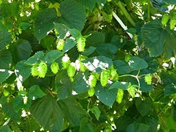 Green Hop Flower Seeds for Planting - 100 pcs