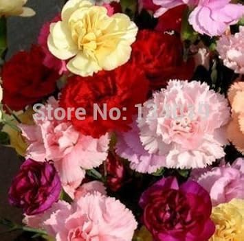 Yellow Caryophyllus Flower Seeds for Planting - NON GMO Seeds