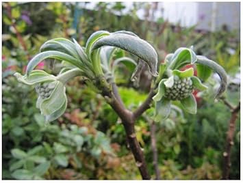 Edgeworthia Flower Seeds for Planting - 100 Pcs pcs
