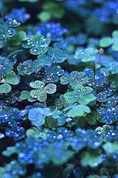 Organic Blue Green Clover Plant Seeds for Planting â€“ Heirloom, Non-GMO for planting in home garden