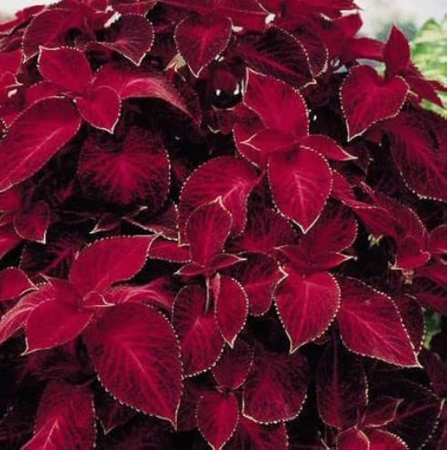 Heirloom Non-GMO Maroon Coleus Plant Seeds for Planting – Colorful Foliage Garden Seeds - Non-GMO for planting in home garden