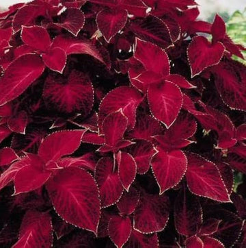 Heirloom Non-GMO Maroon Coleus Plant Seeds for Planting – Colorful Foliage Garden Seeds