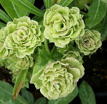 Heirloom Non-GMO Light Green Adenium Obesum Flower Seeds for Planting – Desert Rose Seeds