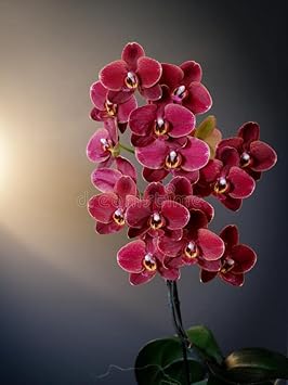 Maroon Phalaenopsis Orchid Flower Seeds - 100 pcs