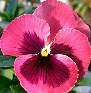 Pansy Rose Plant Seeds for Planting Non-GMO Heirloom Garden Seeds Perfect for Home Garden and Outdoor Growing