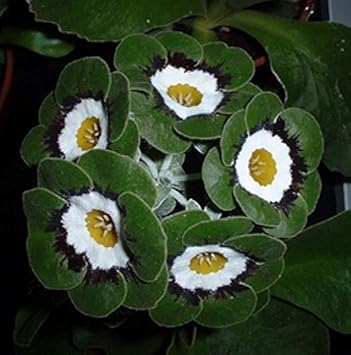 Green White Primrose Flower Seeds for Planting â€“ NON GMO Seeds