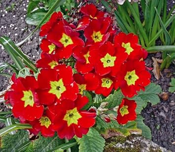 Primula Malacoides Red Flower Seeds – Heirloom Non-GMO Seeds for Garden Planting