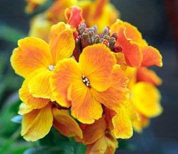 Orange Wallflower Flower Seeds for Planting ƒ?? Organic, Heirloom, Non-GMO Fragrant Blooms