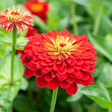 Red Zinnia Flower Seeds for Planting – Vibrant, Non-GMO Heirloom Garden Flowers