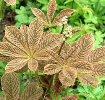 Heirloom Non-GMO Brown Rodgersia Henrici Flower Seeds – Ornamental Shade Garden Seeds