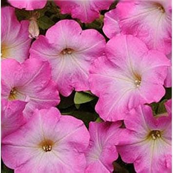 Pink & White Petunia Flower Seeds for Planting - Heirloom, NON-GMO, Easy to Grow Garden Blooms