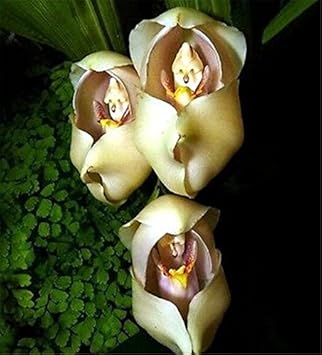 Cream Eggs Baby Orchid Flower Seeds for Planting - NON GMO Seeds