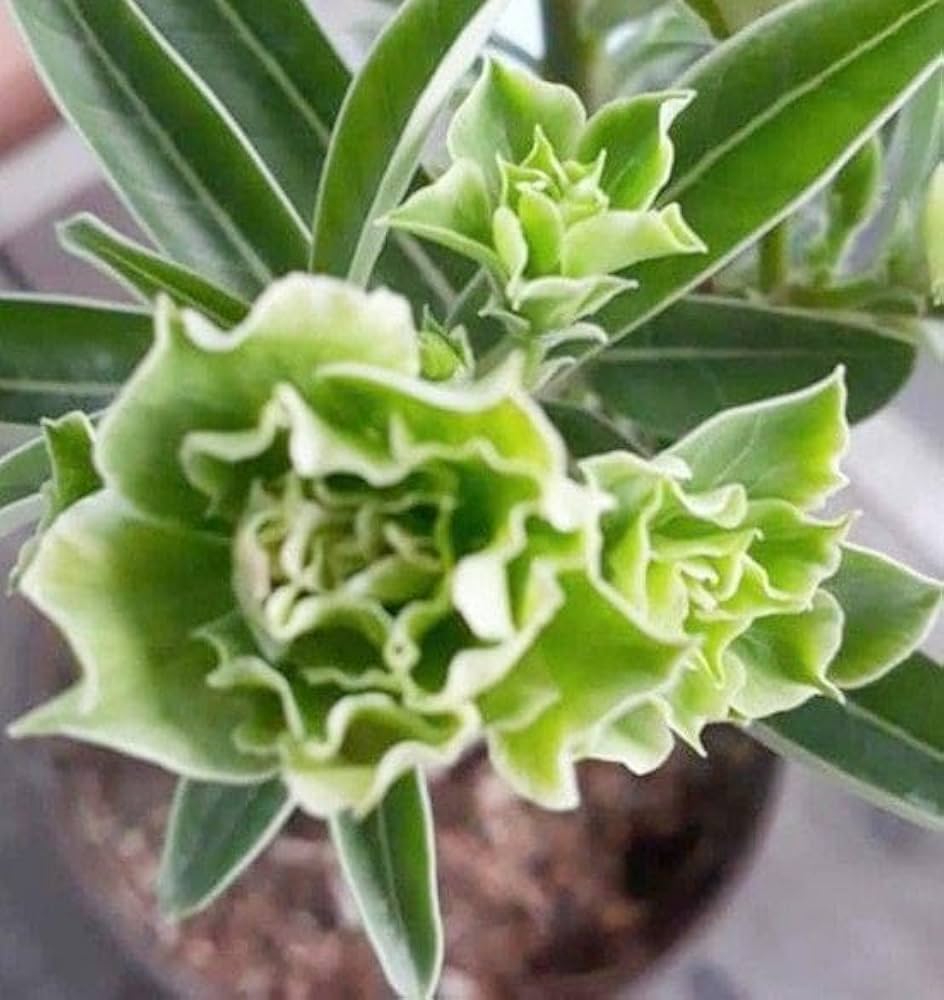 Heirloom Non-GMO Light Green Adenium Obesum Flower Seeds for Planting – Desert Rose Seeds - Non-GMO for planting in home garden