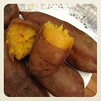 Yellow Batatas Potato Vegetable Seeds for Planting - heirloom & Non-GMO Seeds