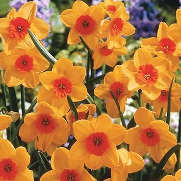 Orange Dark Yellow Daffodil Flower Seeds for Planting – Heirloom, Non-GMO, Garden Blooms