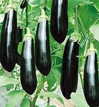 Eggplant Sweet Fruit Seeds for Planting Black 100 Pcs pcs