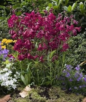 Purple Mexicali Sunburst Penstemon Flower Seeds for Planting, 100 pcs
