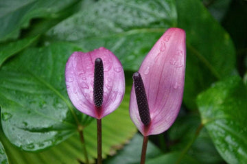 Anthurium flower seeds - NON GMO Seeds