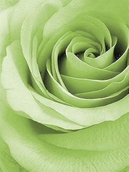 Light Green Rose Flower Seeds for Planting Non-GMO Heirloom Garden Seeds for Growing for planting in your garden.