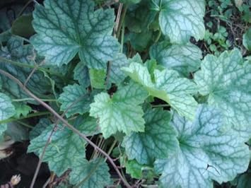 White Coral Bells Flower Seeds for Planting - 100 pcs