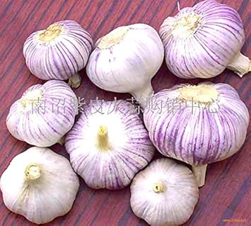 Purple White Garlic Seeds for Planting - Heirloom & Non-GMO Seeds