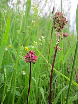 Red Burnet Sanguisorba Herb Plant Seeds for Garden Landscaping-Heirloom & Non-GMO Seeds for planting – Fresh Herb for Your Garden