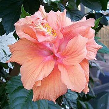 Heirloom Non-GMO Peach Hibiscus Flower Seeds for Planting ƒ?? Tropical Garden Blooms