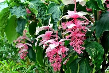 Medinilla Flower Seeds for Planting 100 pcs