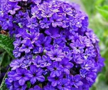 Blue Marine Flower Seeds for Planting ƒ?? Organic, Heirloom, Non-GMO Garden Blooms