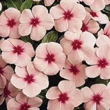 Heirloom Non-GMO Vinca Periwinkle Flower Seeds – Light Pink Blooms for Planting