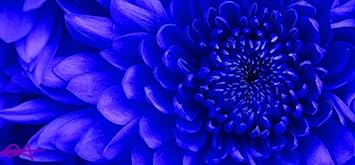Blue Chrysanthemum Flower Seeds for Garden - 100 pcs