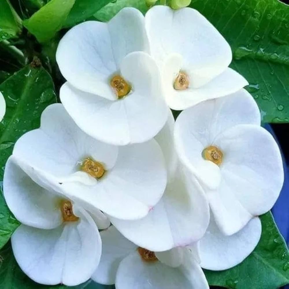 Heirloom White Euphorbia Milii Flower Seeds for Planting, Non-GMO for planting in your garden.