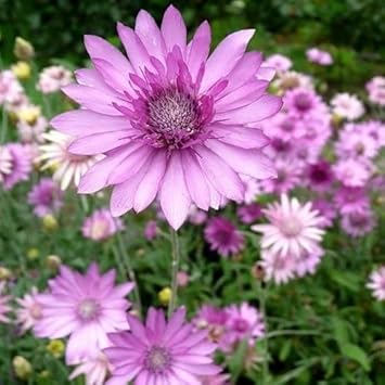 Xeranthemum Annuum Flower Seeds for Planting - 100 pcs