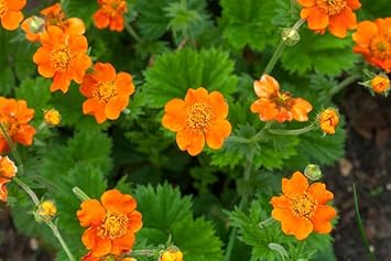 Geum Flower Seeds for Garden Planting - NON GMO Seeds