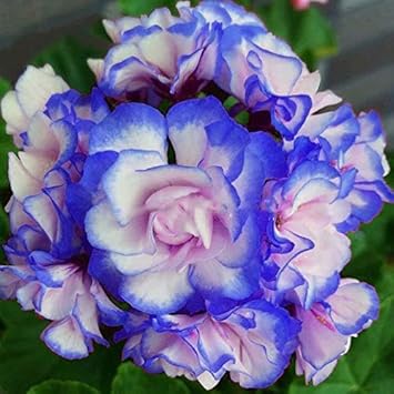 Blue White Pelargonium Flower Seeds for Planting â€“ NON GMO Seeds