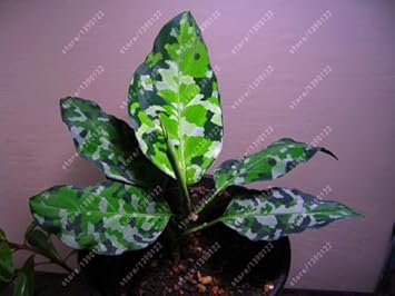 Yellow Aglaonema Plant Seeds for Planting - NON GMO Seeds