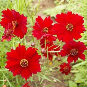 Red Coreopsis Flower Seeds for Planting - NON GMO Seeds