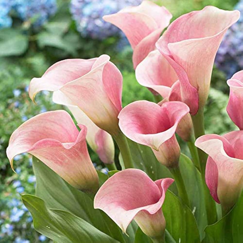Heirloom Non-GMO Baby Pink Calla Flower Seeds for Planting – Elegant Garden Bulb Seeds - Non-GMO for planting in home garden
