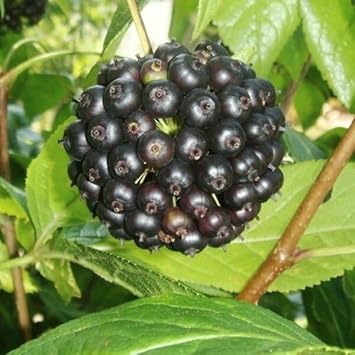 Siberian Fruit Seed Set for Hardy, Unique Fruit Varieties 100 Pcs pcs