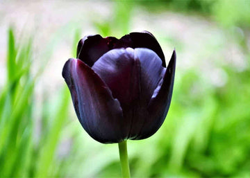 Black Tulip Flower Seeds for Planting - Heirloom & Non-GMO Seeds for Beautiful Home Garden