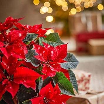 Heirloom Non-GMO Deep Red Poinsettia Flower Seeds for Planting – Rich Festive Blooming Seeds