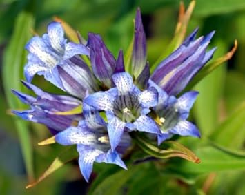 Blue White Gentian Flower Seeds for Planting - 100 pcs