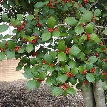 Red Ilex Plant Seeds - A Hardy and Ornamental Shrub for Your Garden 100 Pcs pcs