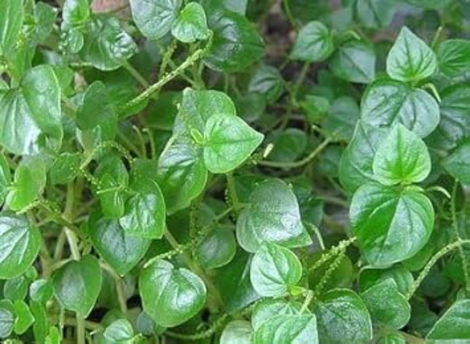 Peperomia Pellucida Seeds - Heirloom, Non-GMO, Perfect for Planting & Easy to Grow Garden Herb for planting in home garden