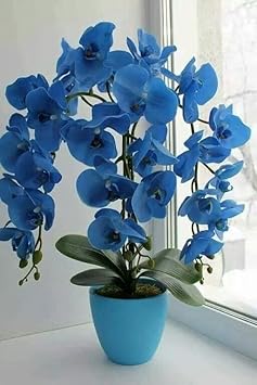 Blue Butterfly Orchid Flower Seeds - 100 pcs